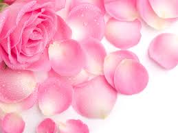 pinkrosepetals