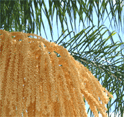 palmseeds
