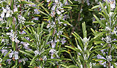 Rosemary